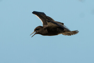 Sterne fuligineuse, Onychoprion fuscatus,Sooty Tern, Ile Ascension