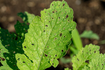 Close-up of a damaged radish leaf as a result of a flea beetle (Psylliodes chrysocephala)...