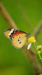 Close-up of wild butterfly
