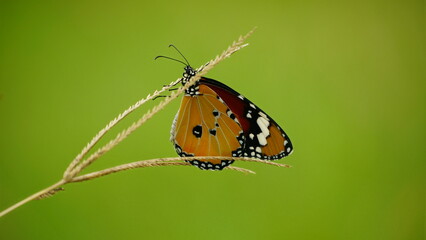 Close-up of wild butterfly