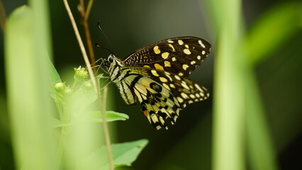 Close-up of wild butterfly