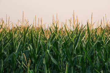 A lush green cornfield stretching across the rural landscape under a clear summer sky.
