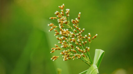 Close-up of Actinosci gros flower