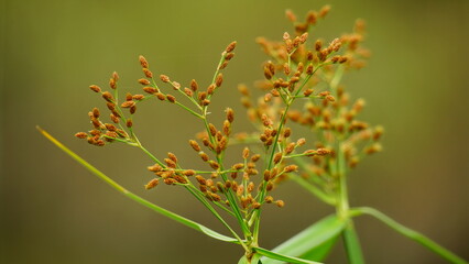 Close-up of Actinosci gros flower