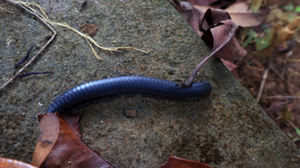 Intricate bug details (Spirostreptus). Close-up macro shot. Vibrant foreground focus. Animal-themed. Daytime insect photography.