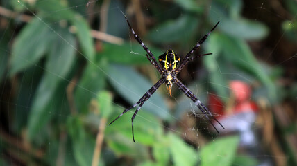 Macro detail close up of spider web, blur nature background. Spider sitting on the web