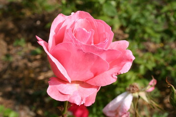 rose flowers in nature