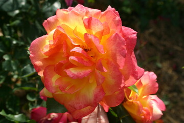 rose flowers in nature