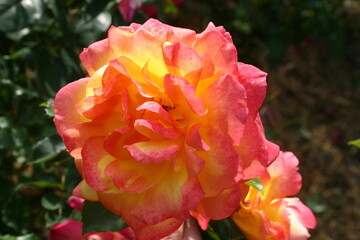 rose flowers in nature