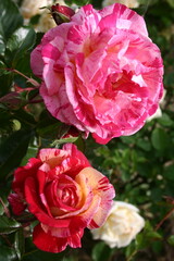 rose flowers in nature