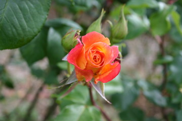 rose flowers in nature
