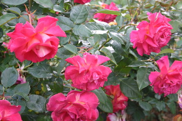 rose flowers in nature