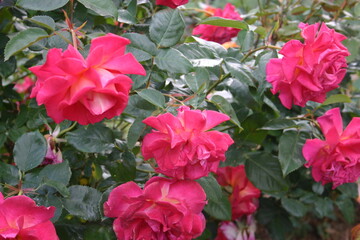 rose flowers in nature