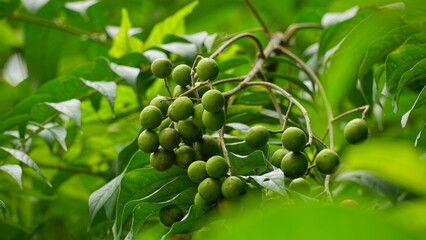 Close-up of Baccaurea ramiflora Lour fruit on the tree