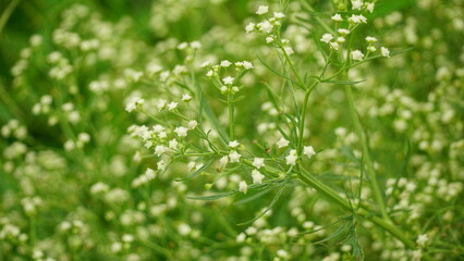 Close-up of white Callicarpa cana flower blooming