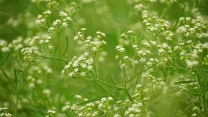 Close-up of white Callicarpa cana flower blooming