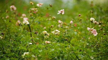 White roses bloom in the garden