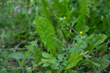 löwenzahn pflanze unkraut grün