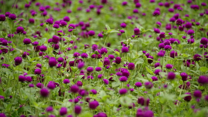 Gomphrena globosa flowers bloom in the field