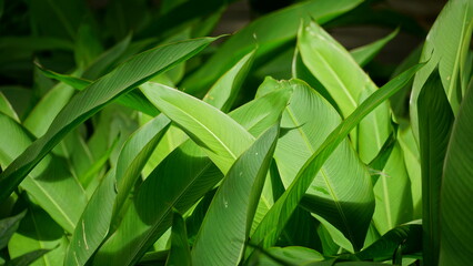 Close-up of green leaves under sunlight