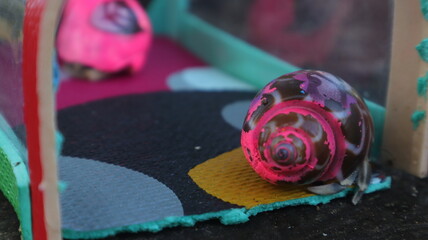 Hermit crab (Coenobita brevimanus) in colorful shell with blurred background.
