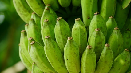 Close-up of banana on the tree