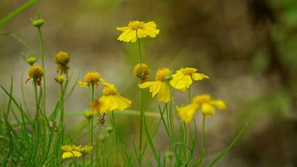 Close-up of yellow chrysanthemums on a natural background