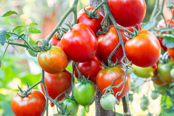Red oval tomatoes with beaks ripen in a bunch on the stems of tomato bushes. Tomatoes of the Arab Emirates variety