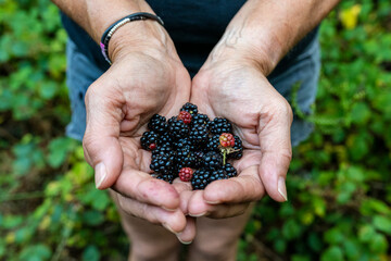 Hands of a woman holding a handful of wild blackberries. 

Manos de una mujer sosteniendo un...