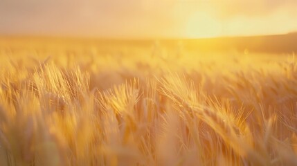 Obraz premium Golden wheat field bathed in the warm, glowing light of the setting sun, capturing the essence of a serene countryside.