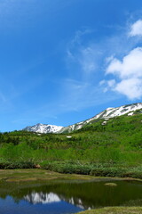 初夏の栂池自然園。小谷、長野、日本。6月下旬。