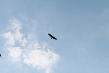 Obraz premium Storch