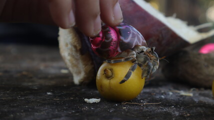 Hermit crab (Coenobita brevimanus) in colorful shell with blurred background.