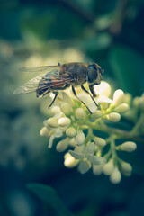 fly on a flower