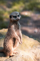 meerkat on the lookout