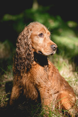 Cocker spaniel angielski złoty, portret w lesie o świcie, tapeta. © Elżbieta Kaps