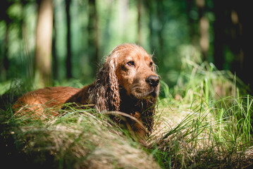 Cocker spaniel angielski złoty, portret w lesie o świcie, tapeta. © Elżbieta Kaps