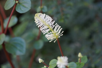 
Peperomia fraseri C.DC., (radiator plant), Piperaceae family. Hanover Berggarten, Germany.