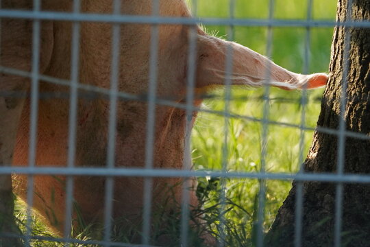 Schwein auf der Wiese