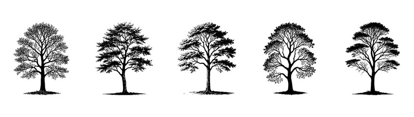 Obraz premium Tree . Black and white botanical illustration. Logo design for use in graphics.