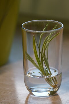 Steckling im Glas