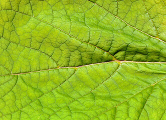 Closeup background , photo of a leaf of an ornamental tree with large leaves , named Catalpa Bignonioides Aurea.