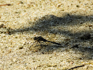 Dragonfly