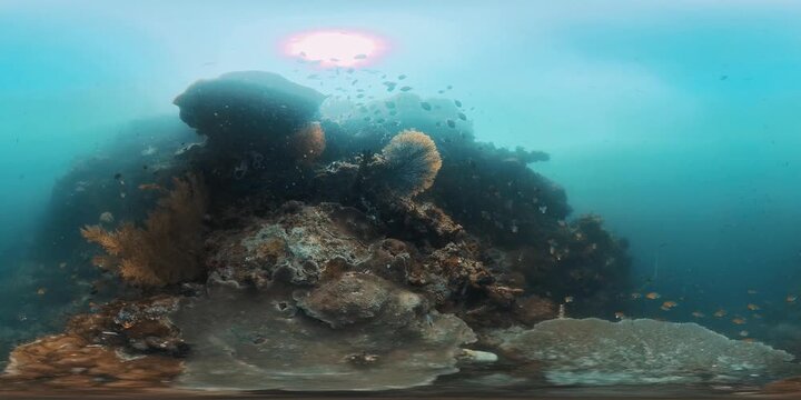 VR 360 underwater footage of the coral reef in Raja Ampat region in Indonesia. Stable and motionless underwater 360 degree VR footage with the camera set over the corals