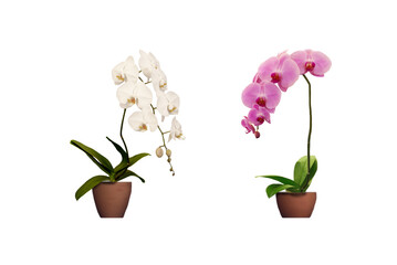 Photo of beautiful purple and white phalaenopsis orchid growing in a pot isolated on transparent background png file.