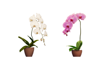 Photo of beautiful purple and white phalaenopsis orchid growing in a pot isolated on transparent background png file.