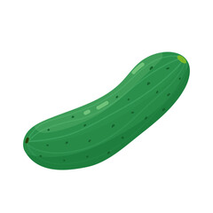 Green cucumber. Fresh vegetable, food salad ingredient. Healthy eating. Hand drawn vector simple design isolated on white background