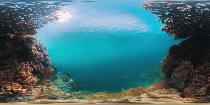 VR 360 underwater footage of the coral reef in Raja Ampat region in Indonesia. Stable and motionless underwater 360 degree VR footage with the camera set over the corals