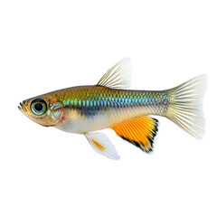 Photograph of a Vibrant Japanese Guppy on Plain Transparent isolated png Background