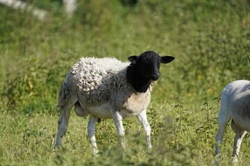 Schafe auf der weide am grasen